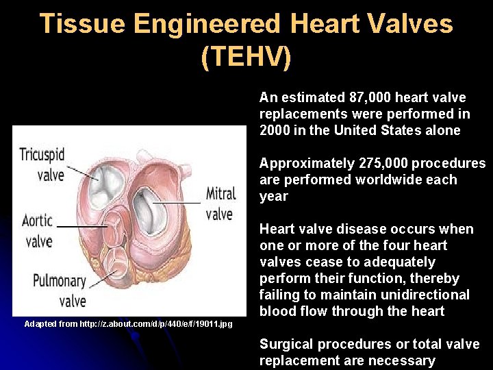 Tissue Engineered Heart Valves (TEHV) An estimated 87, 000 heart valve replacements were performed