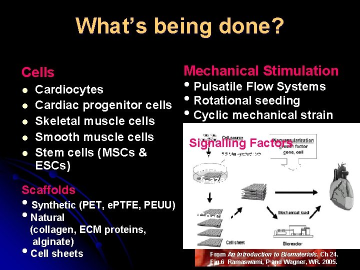 What’s being done? Cells l l l Cardiocytes Cardiac progenitor cells Skeletal muscle cells