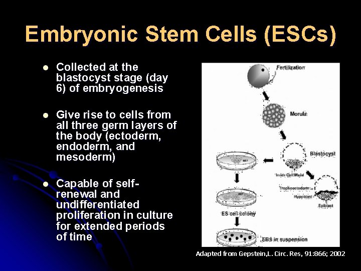 Embryonic Stem Cells (ESCs) l Collected at the blastocyst stage (day 6) of embryogenesis