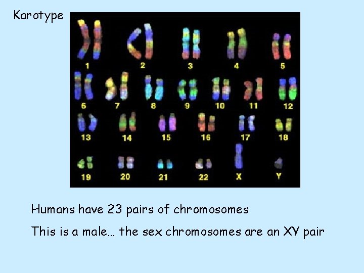 Karotype Humans have 23 pairs of chromosomes This is a male… the sex chromosomes Karotype Humans have 23 pairs of chromosomes This is a male… the sex chromosomes