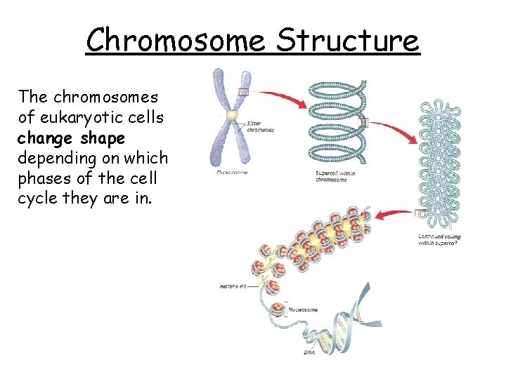 Chromosome Structure The chromosomes of eukaryotic cells change shape depending on which phases of Chromosome Structure The chromosomes of eukaryotic cells change shape depending on which phases of