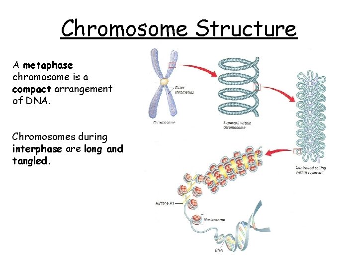 Chromosome Structure A metaphase chromosome is a compact arrangement of DNA. Chromosomes during interphase Chromosome Structure A metaphase chromosome is a compact arrangement of DNA. Chromosomes during interphase