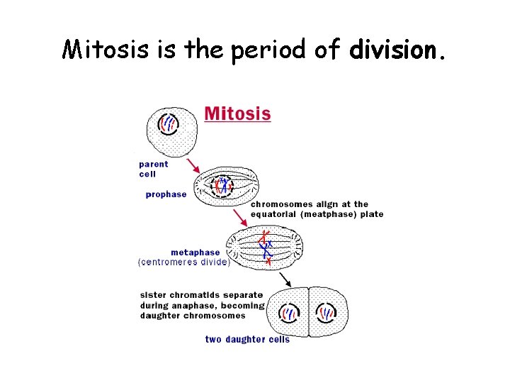 Mitosis is the period of division. Mitosis is the period of division.