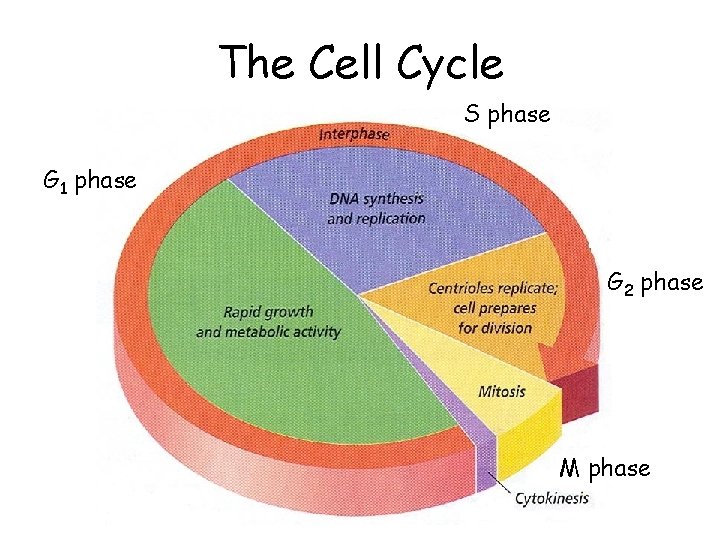 The Cell Cycle S phase G 1 phase G 2 phase M phase The Cell Cycle S phase G 1 phase G 2 phase M phase