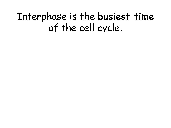 Interphase is the busiest time of the cell cycle. Interphase is the busiest time of the cell cycle.