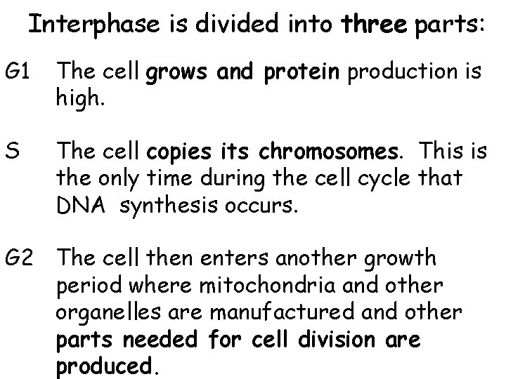 Interphase is divided into three parts: G 1 The cell grows and protein production Interphase is divided into three parts: G 1 The cell grows and protein production