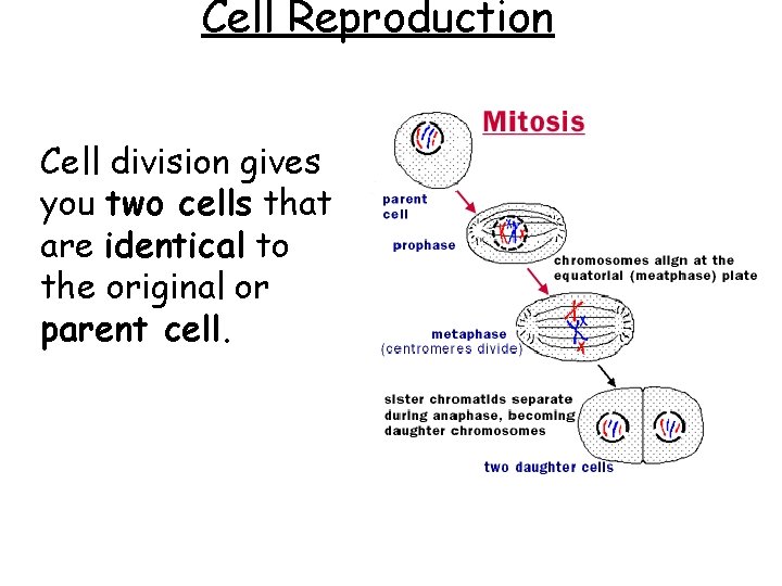 Cell Reproduction Cell division gives you two cells that are identical to the original Cell Reproduction Cell division gives you two cells that are identical to the original