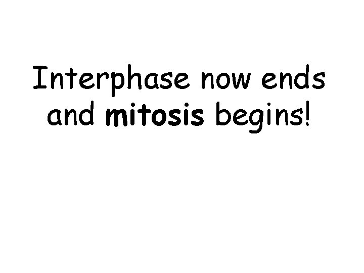 Interphase now ends and mitosis begins! Interphase now ends and mitosis begins!