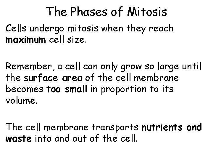 The Phases of Mitosis Cells undergo mitosis when they reach maximum cell size. Remember, The Phases of Mitosis Cells undergo mitosis when they reach maximum cell size. Remember,