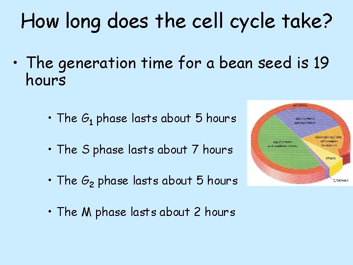 How long does the cell cycle take? • The generation time for a bean How long does the cell cycle take? • The generation time for a bean
