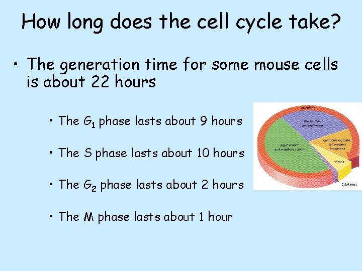 How long does the cell cycle take? • The generation time for some mouse How long does the cell cycle take? • The generation time for some mouse