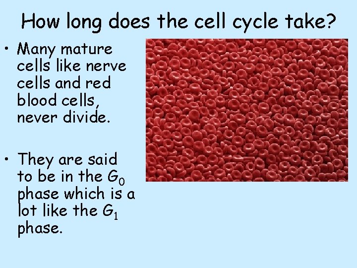 How long does the cell cycle take? • Many mature cells like nerve cells How long does the cell cycle take? • Many mature cells like nerve cells