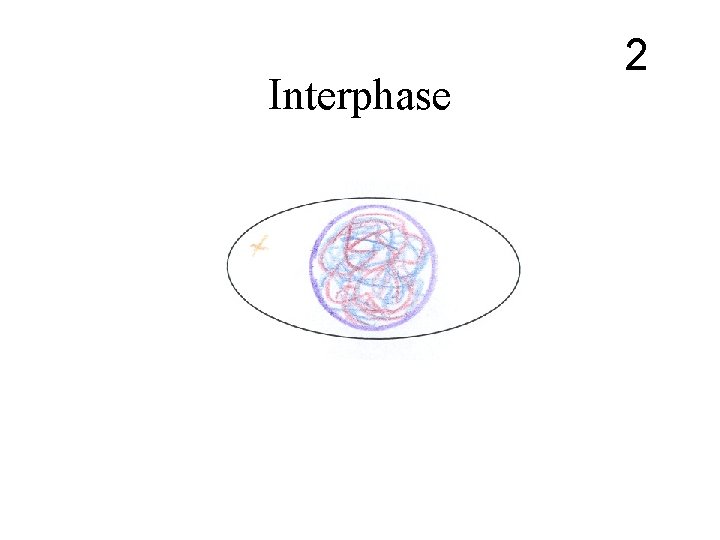 Interphase 2 Interphase 2