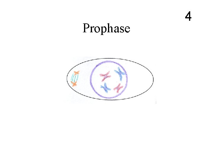 Prophase 4 Prophase 4