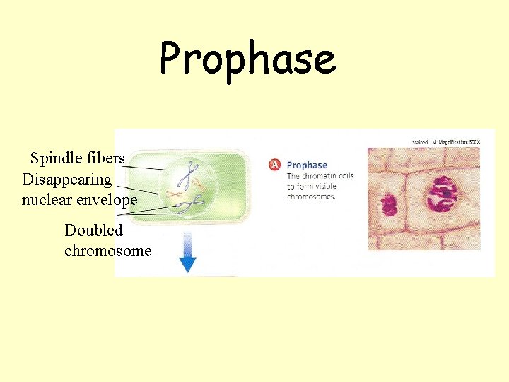 Prophase Spindle fibers Disappearing nuclear envelope Doubled chromosome Prophase Spindle fibers Disappearing nuclear envelope Doubled chromosome