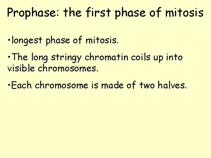 Prophase: the first phase of mitosis • longest phase of mitosis. • The long Prophase: the first phase of mitosis • longest phase of mitosis. • The long