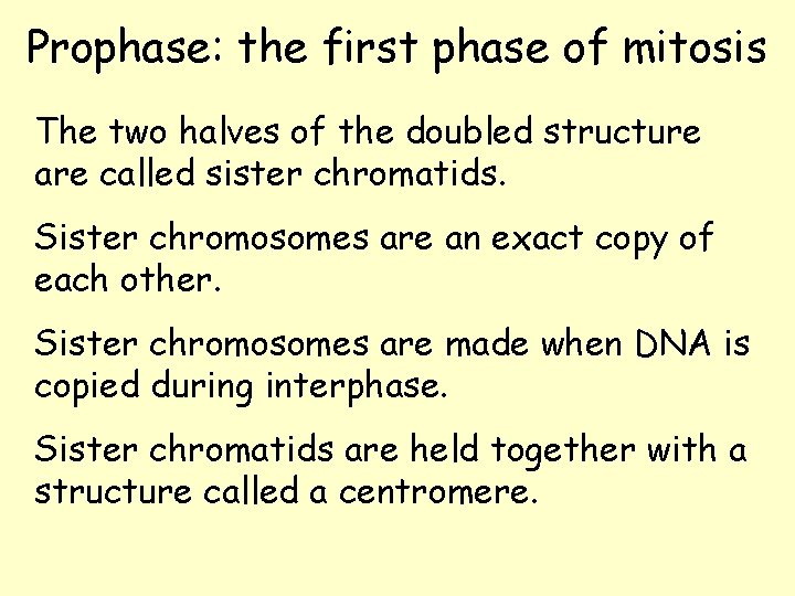 Prophase: the first phase of mitosis The two halves of the doubled structure are Prophase: the first phase of mitosis The two halves of the doubled structure are