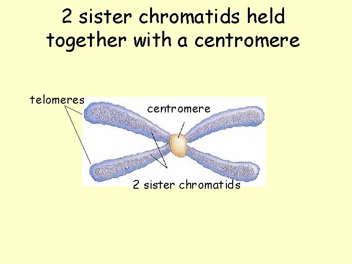 2 sister chromatids held together with a centromere telomeres centromere 2 sister chromatids 2 sister chromatids held together with a centromere telomeres centromere 2 sister chromatids