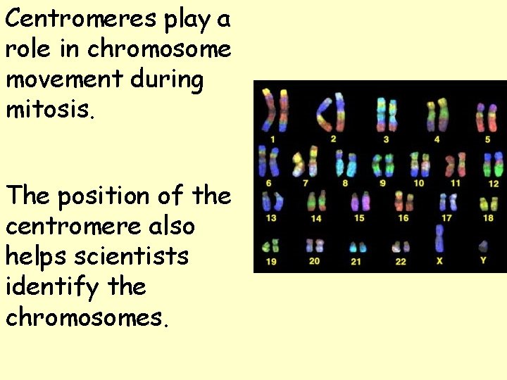 Centromeres play a role in chromosome movement during mitosis. The position of the centromere Centromeres play a role in chromosome movement during mitosis. The position of the centromere