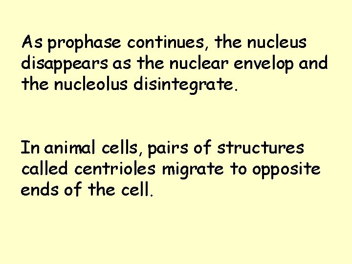 As prophase continues, the nucleus disappears as the nuclear envelop and the nucleolus disintegrate. As prophase continues, the nucleus disappears as the nuclear envelop and the nucleolus disintegrate.