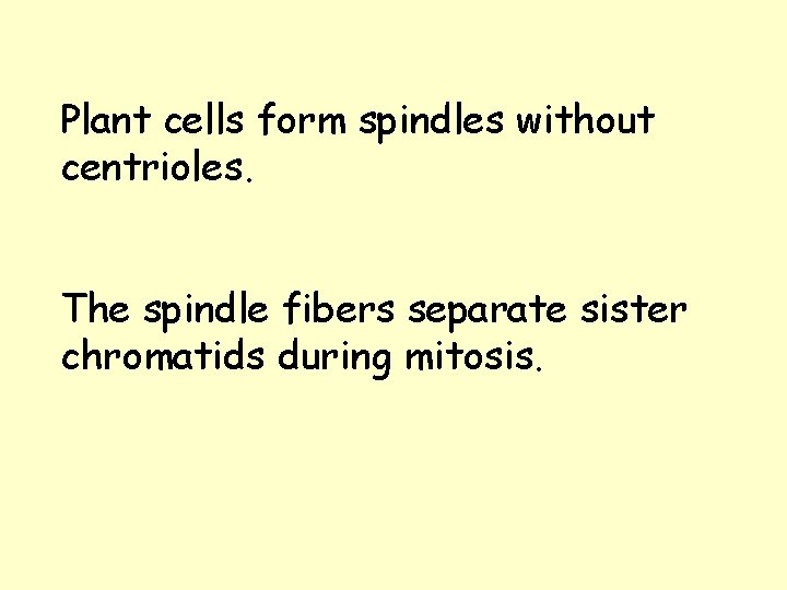 Plant cells form spindles without centrioles. The spindle fibers separate sister chromatids during mitosis. Plant cells form spindles without centrioles. The spindle fibers separate sister chromatids during mitosis.