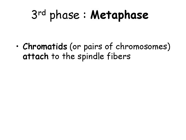 rd 3 phase : Metaphase • Chromatids (or pairs of chromosomes) attach to the rd 3 phase : Metaphase • Chromatids (or pairs of chromosomes) attach to the
