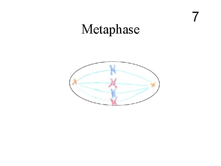 Metaphase 7 Metaphase 7