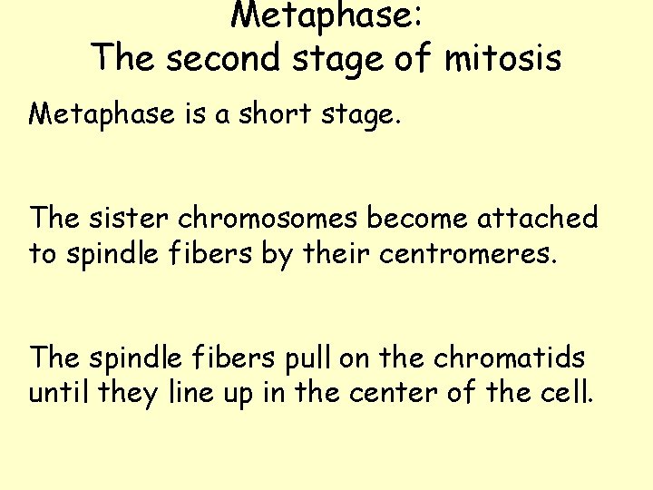 Metaphase: The second stage of mitosis Metaphase is a short stage. The sister chromosomes Metaphase: The second stage of mitosis Metaphase is a short stage. The sister chromosomes