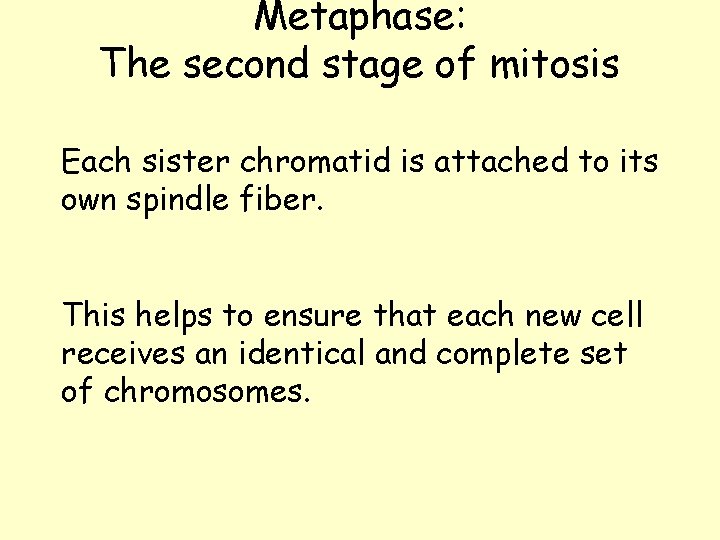 Metaphase: The second stage of mitosis Each sister chromatid is attached to its own Metaphase: The second stage of mitosis Each sister chromatid is attached to its own