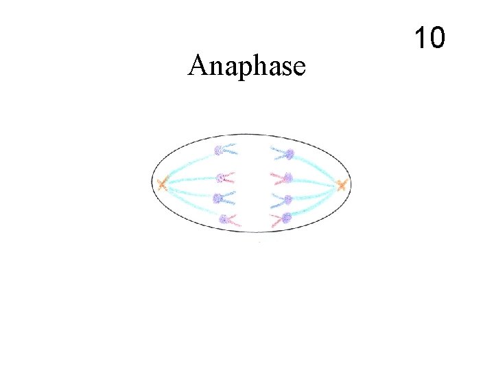 Anaphase 10 Anaphase 10
