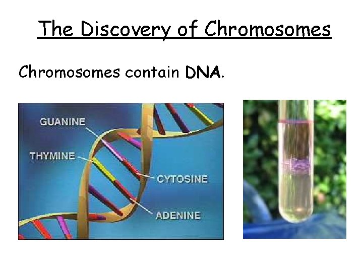 The Discovery of Chromosomes contain DNA. The Discovery of Chromosomes contain DNA.