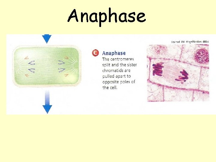 Anaphase Anaphase