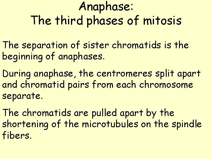 Anaphase: The third phases of mitosis The separation of sister chromatids is the beginning Anaphase: The third phases of mitosis The separation of sister chromatids is the beginning