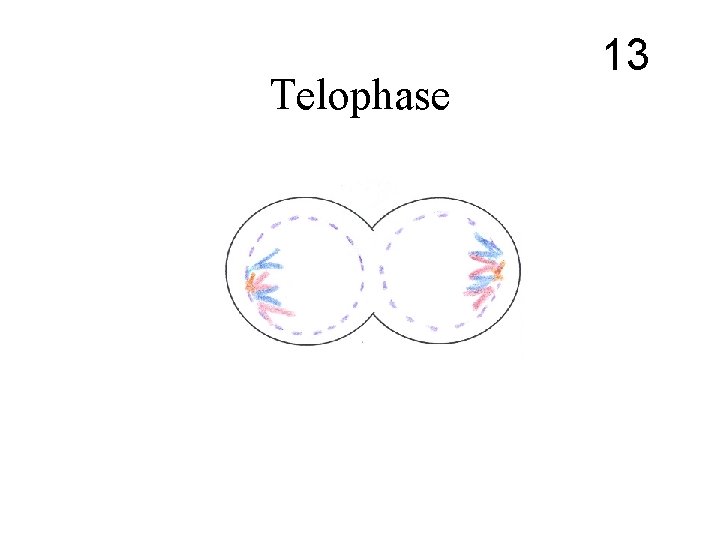 Telophase 13 Telophase 13
