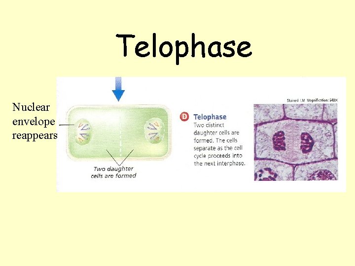 Telophase Nuclear envelope reappears Telophase Nuclear envelope reappears