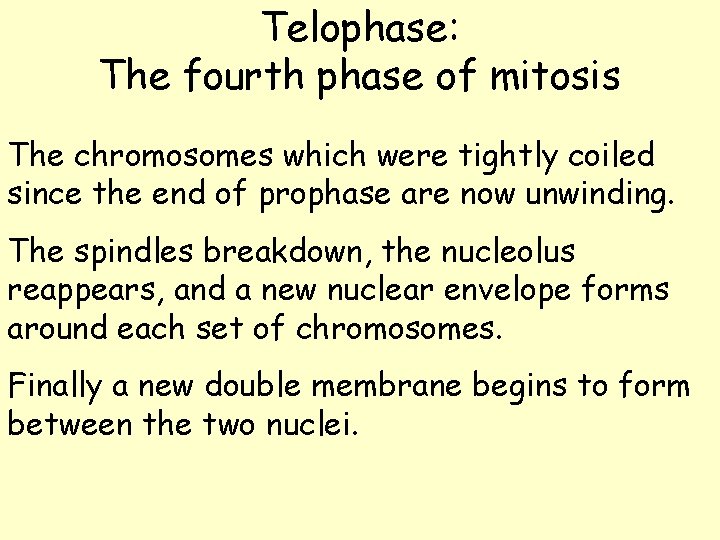 Telophase: The fourth phase of mitosis The chromosomes which were tightly coiled since the Telophase: The fourth phase of mitosis The chromosomes which were tightly coiled since the