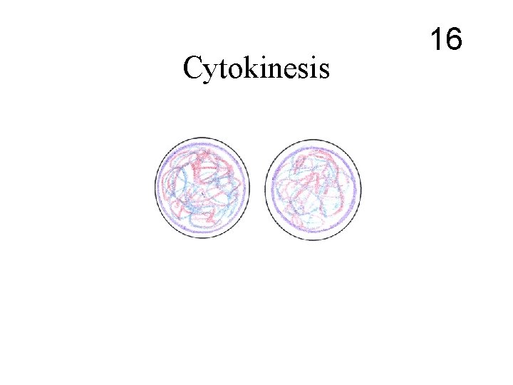 Cytokinesis 16 Cytokinesis 16