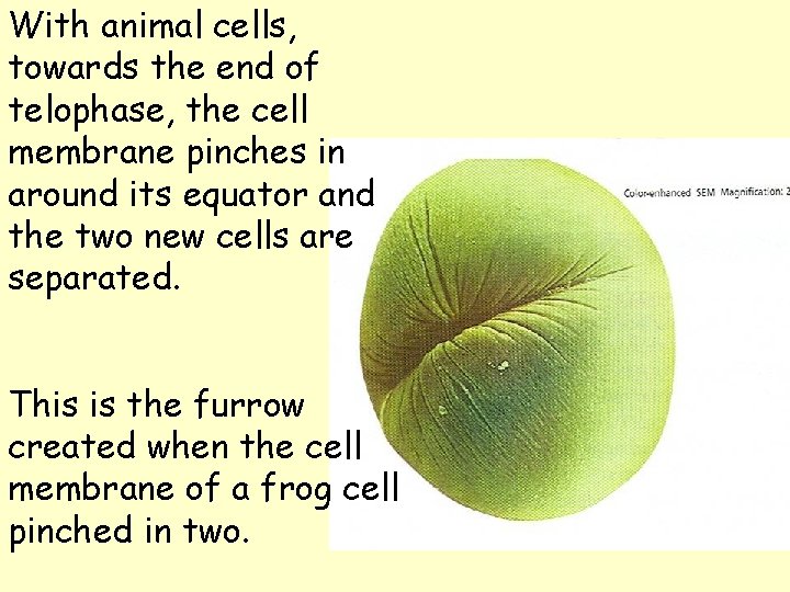 With animal cells, towards the end of telophase, the cell membrane pinches in around With animal cells, towards the end of telophase, the cell membrane pinches in around