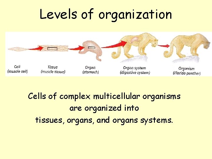Levels of organization Cells of complex multicellular organisms are organized into tissues, organs, and Levels of organization Cells of complex multicellular organisms are organized into tissues, organs, and