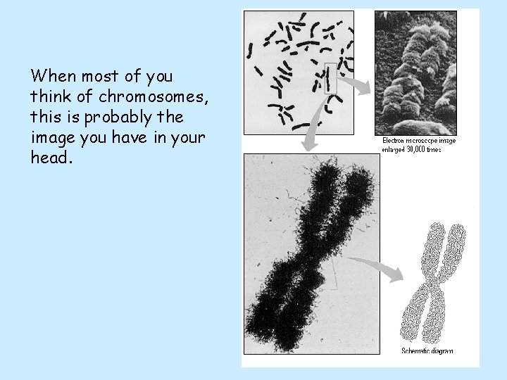 When most of you think of chromosomes, this is probably the image you have When most of you think of chromosomes, this is probably the image you have