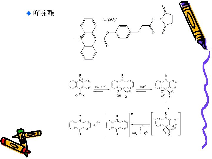  吖啶酯 The molecular structure of the used acridinium ester NHS Mechanism of Acridinium