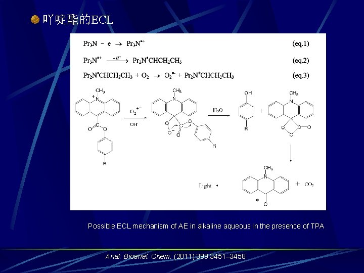  吖啶酯的ECL Possible ECL mechanism of AE in alkaline aqueous in the presence of