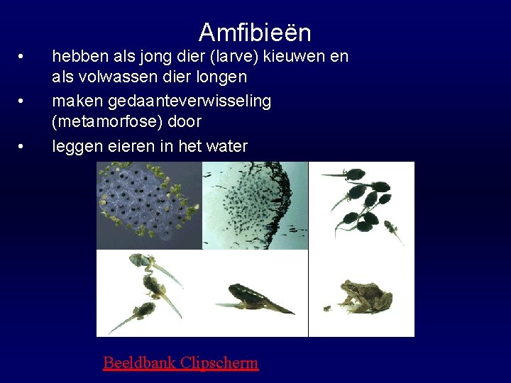  • • • Amfibieën hebben als jong dier (larve) kieuwen en als volwassen