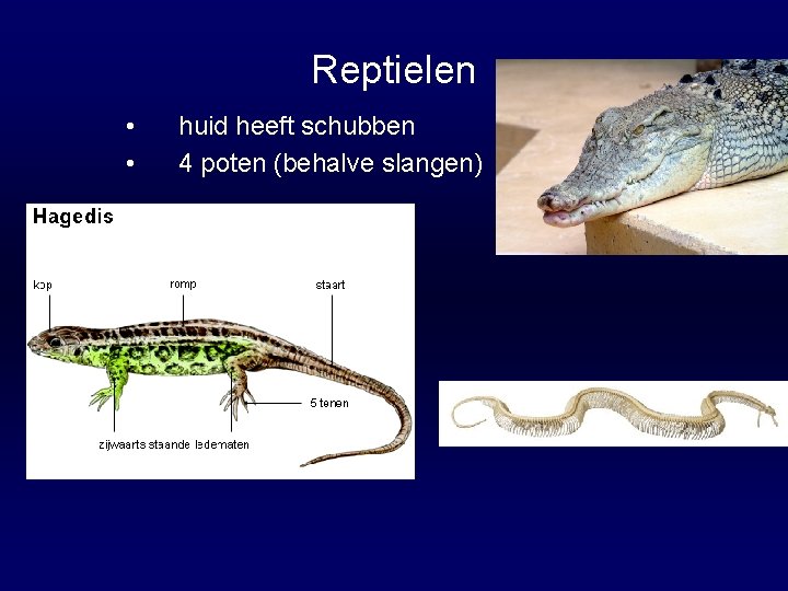 Reptielen • • huid heeft schubben 4 poten (behalve slangen) 