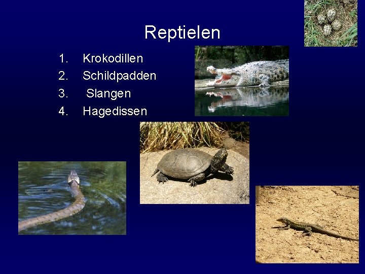 Reptielen 1. 2. 3. 4. Krokodillen Schildpadden Slangen Hagedissen 