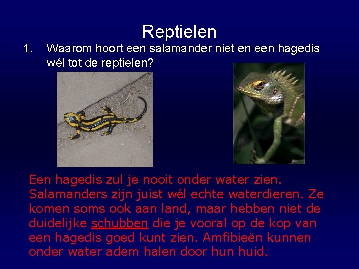 1. Reptielen Waarom hoort een salamander niet en een hagedis wél tot de reptielen?