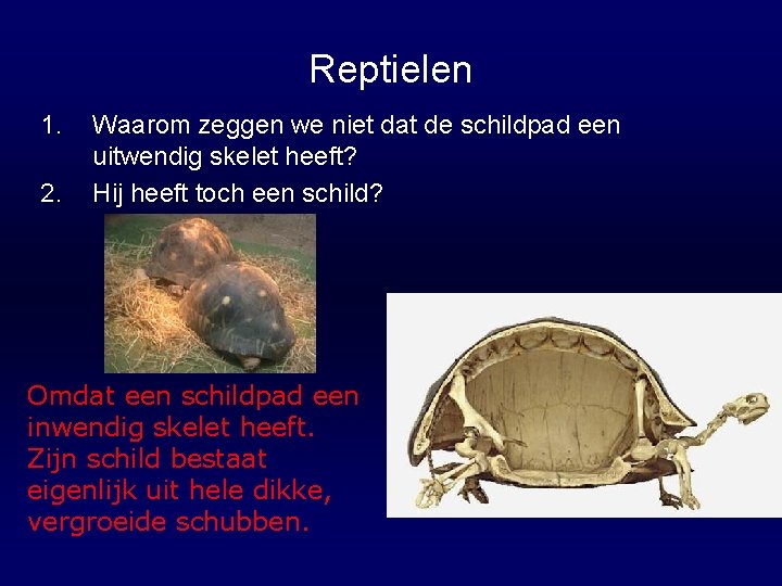 Reptielen 1. 2. Waarom zeggen we niet dat de schildpad een uitwendig skelet heeft?