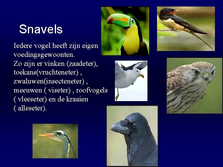 Snavels Iedere vogel heeft zijn eigen voedingsgewoonten. Zo zijn er vinken (zaadeter), toekans(vruchteneter) ,