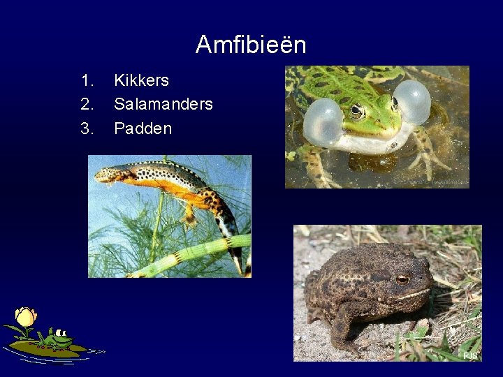 Amfibieën 1. 2. 3. Kikkers Salamanders Padden 