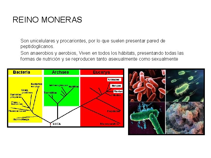 REINO MONERAS Son unicelulares y procariontes, por lo que suelen presentar pared de peptidoglicanos.